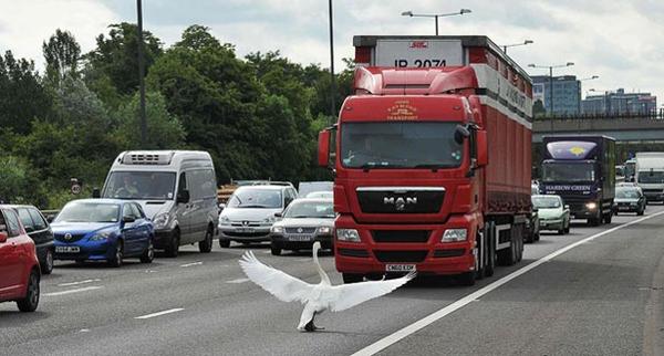 photo humour insolite cygne camion