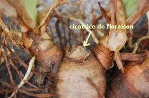 rhizomes iris immatures et cicatrice de floraison