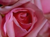 roses, nombreuses passions Guerlain