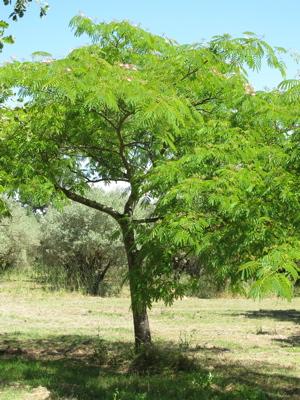 Arbre à soie, arbre de … joie. A partager sans modération