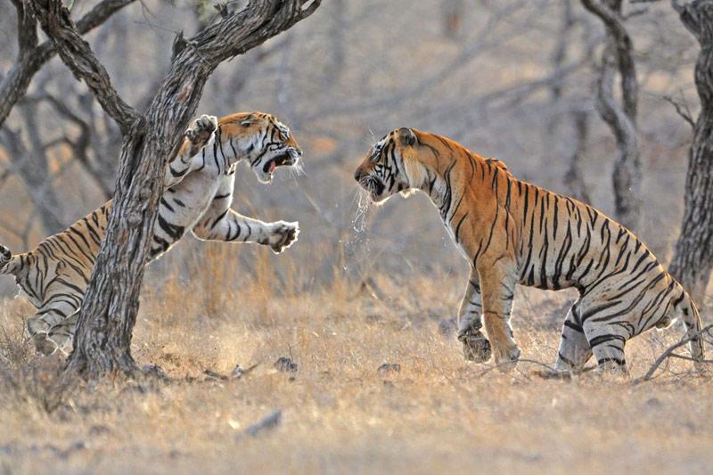 Combat. Dans la réserve de Sariska, située au Rajasthan, en Inde, ces tigres laissent éclater leur rage. Ici, ces prédateurs carnivores se disputent un cerf, qui représente les trois quarts de leurs menus. Solitaire, ce prédateur n'aime pas partager, surtout entre mâles… 