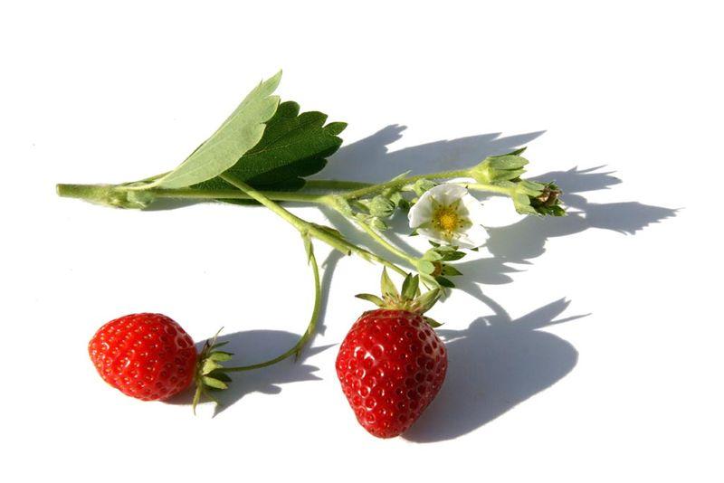 Fraises strawberry فراولة