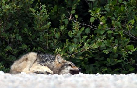 Baie James 2008-2010