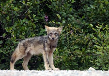 Baie James 2008-2010