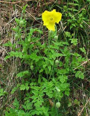 Meconopsis cambrica