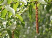 Betula alleghaniensis