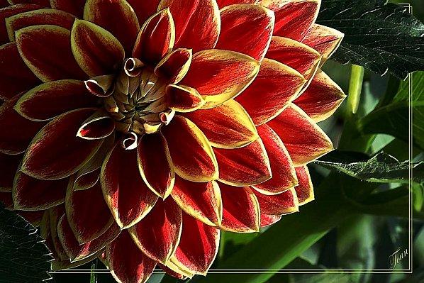 3-Dahlia-13.jpg