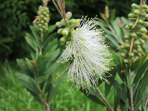 Callistemon, à adopter d’urgence