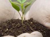 Promession: funérailles alternatives écologiques