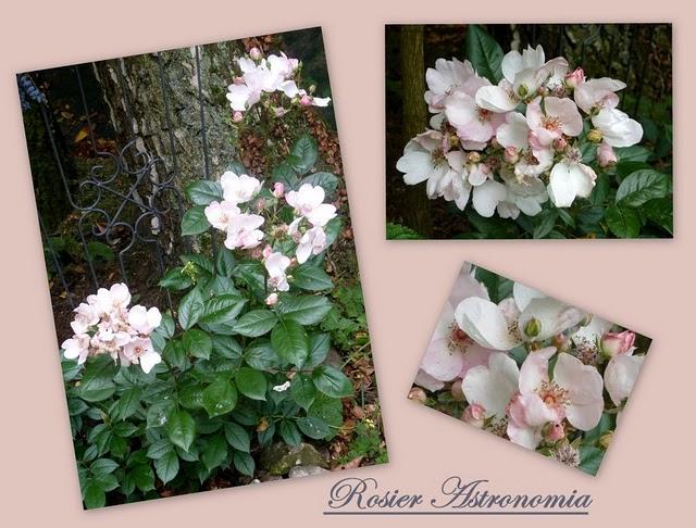 Les variétés de Roses sont nombreuses et jusqu'alors, j'a...