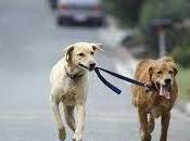 Good as... course voitures... chien contre humain
