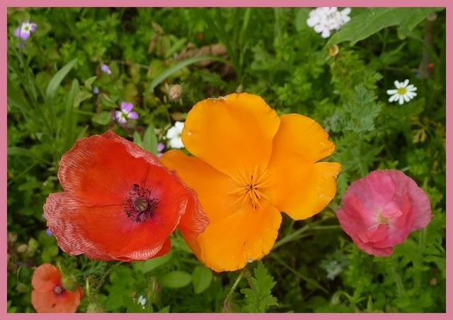 Quand la  NATURE  s'invite au jardin......et ch...