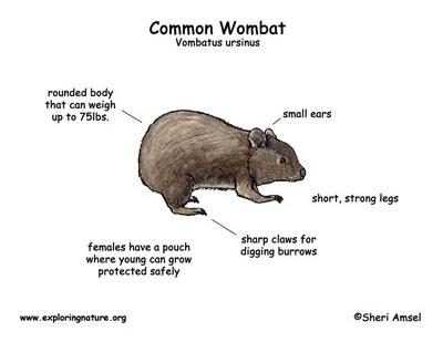 Mais non le wombat ne fait pas de kung fu