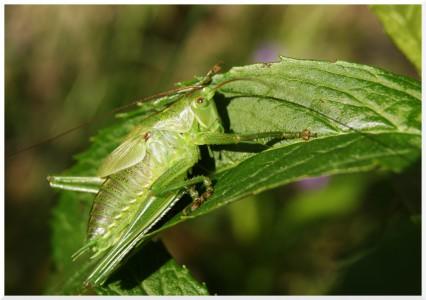 grande sauterelle verte