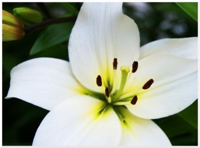 Lys d’anniversaire !!