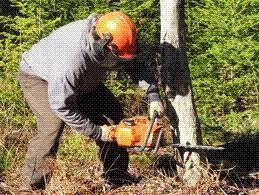 Inquiétudes sur l'abattage de centaines d'arbres au Pré-Saint-Gervais