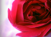 True Colors comme Rose Rouge