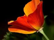 Pavot californie, symbole d'amitié