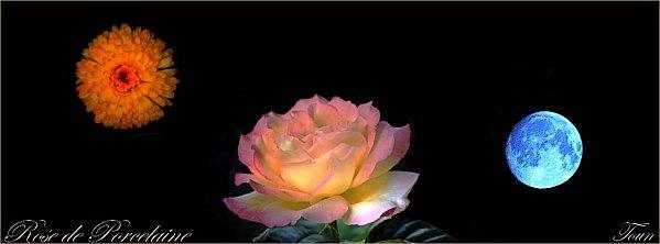 10-Rose-de-Porcelaine-b-.jpg