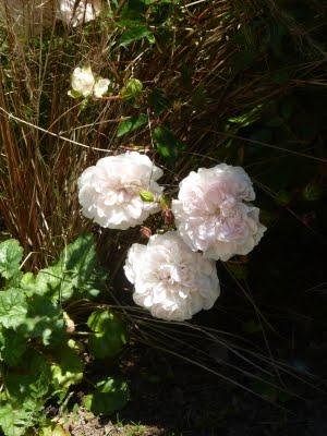 A la recherche d'ombre...et de fraîcheur, me voilà devenu...