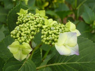 A la recherche d'ombre...et de fraîcheur, me voilà devenu...