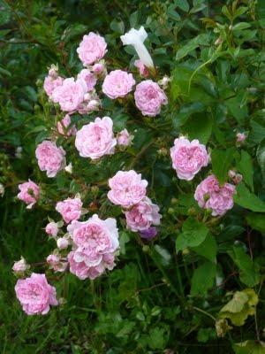 A la recherche d'ombre...et de fraîcheur, me voilà devenu...