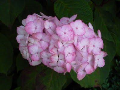 A la recherche d'ombre...et de fraîcheur, me voilà devenu...