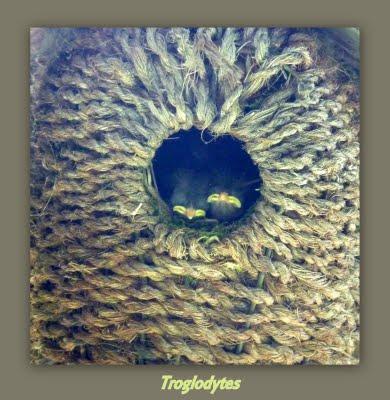 A la recherche d'ombre...et de fraîcheur, me voilà devenu...