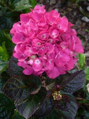 A la recherche d'ombre...et de fraîcheur, me voilà devenu...