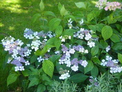 A la recherche d'ombre...et de fraîcheur, me voilà devenu...