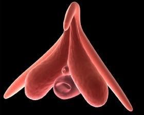 clitoris