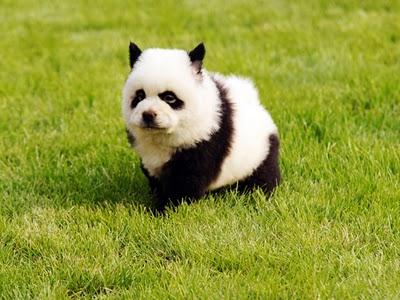Chine : la mode des chiens-pandas