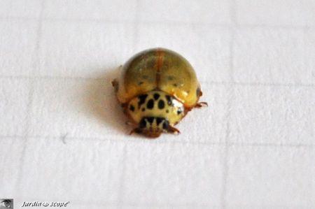 Harmonia-quadripunctata-2