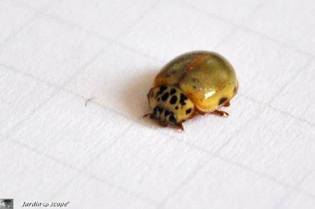 Harmonia quadripunctata