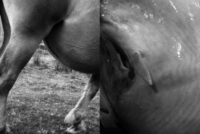 Dissonances, Revue pluridisciplinaire à but non objectif.