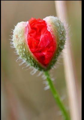Rouge encore et toujours....
