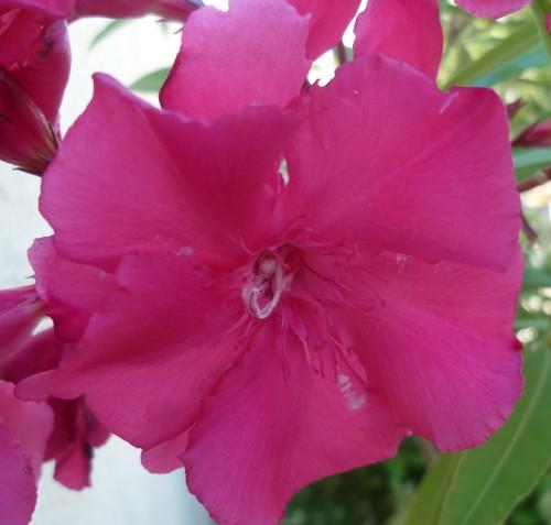 jardinage,fleurs,saisons,journal intime,écriture