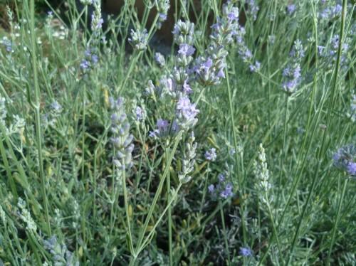 jardinage,fleurs,saisons,journal intime,écriture