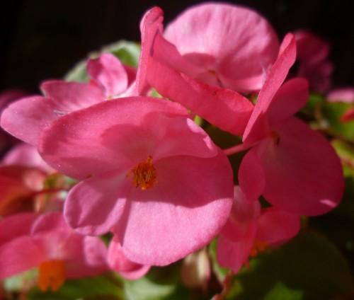 jardinage,fleurs,saisons,journal intime,écriture