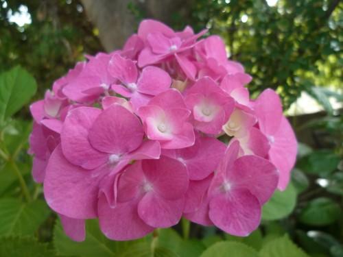 jardinage,fleurs,saisons,journal intime,écriture