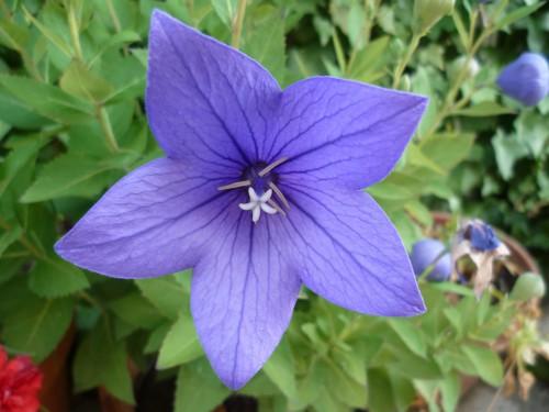 jardinage, fleurs, saisons, journal intime, écriture