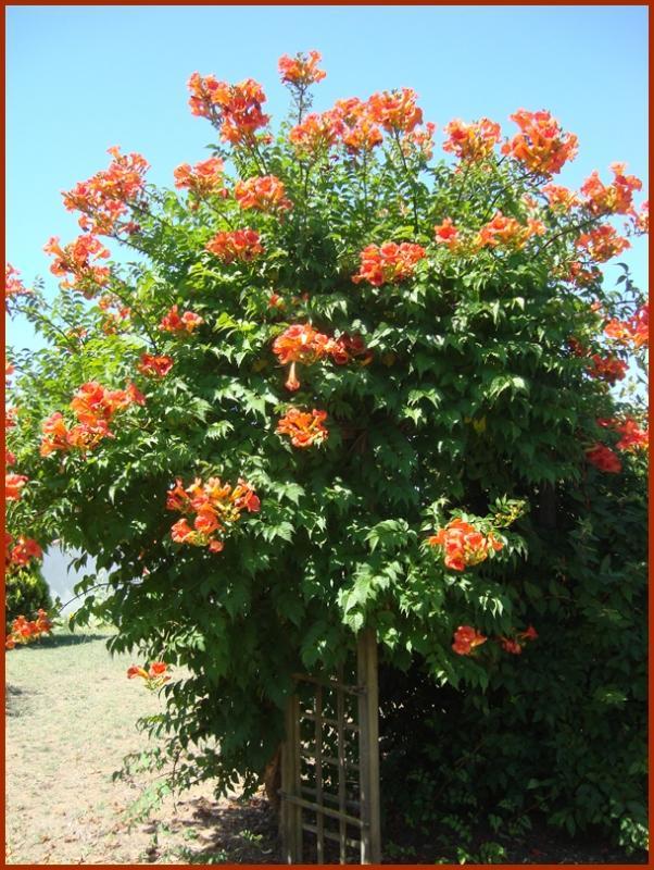 Balade florale chez nous, 29 juin 2011