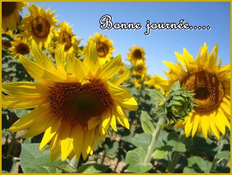 Balade florale chez nous, 29 juin 2011