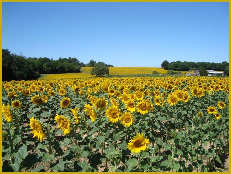 Balade florale chez nous, 29 juin 2011