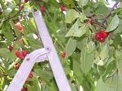 Comment conserver cerises dénoyautage