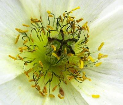 Papaver alpinum