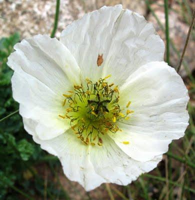 Papaver alpinum