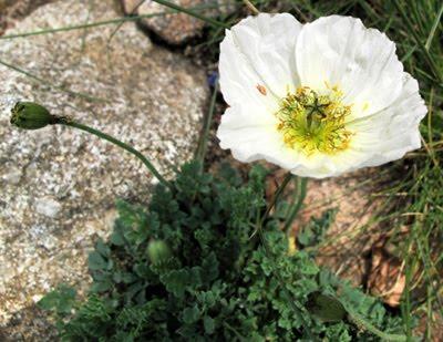 Papaver alpinum