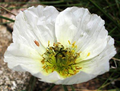 Papaver alpinum