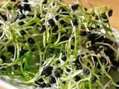 Intoxications alimentaires autorités sanitaires recommandent d'éviter graines germées crues